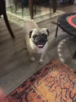 Female Pug, a female Pug for sale in Greeneville, TN – 3 of 7