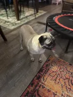 Female Pug, a female Pug for sale in Greeneville, TN – 7 of 7
