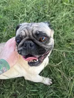 Female Pug, a female Pug for sale in Greeneville, TN – 4 of 7