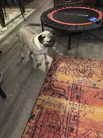 Female Pug, a female Pug for sale in Greeneville, TN – 6 of 7