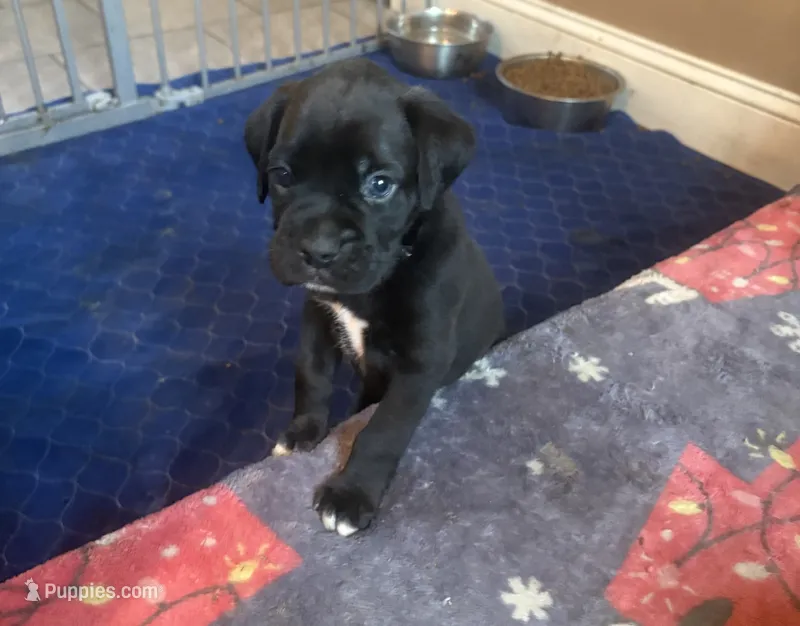 Green collar boy – Boxer puppy for sale in Springfield, MA