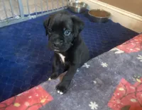 Green collar boy, a male Boxer for sale in Springfield, MA – 1 of 1