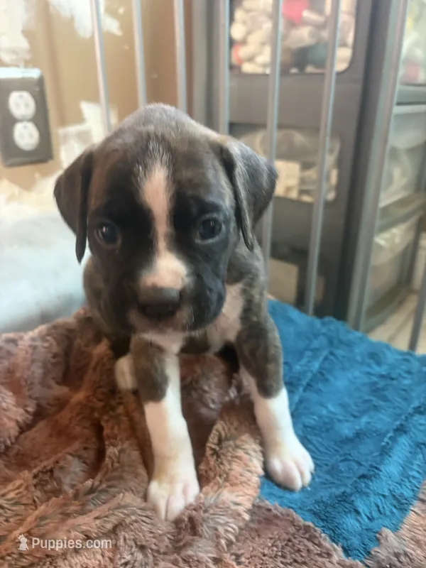 Baby blue collar girl – Boxer puppy for sale in Springfield, MA