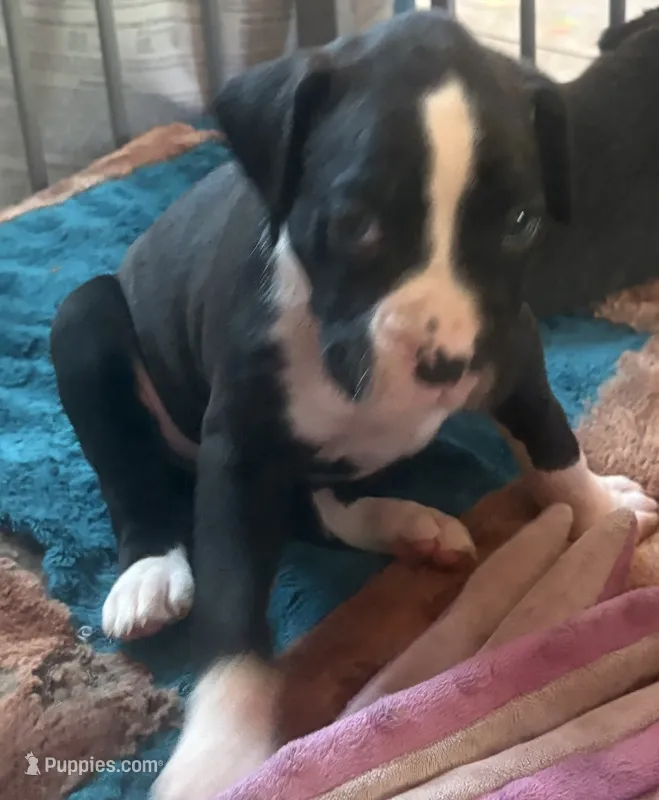 White collar boy – Boxer puppy for sale in Springfield, MA