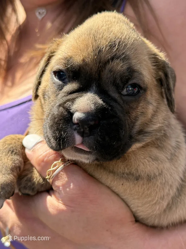Purple collar girl – Boxer puppy for sale in Springfield, MA