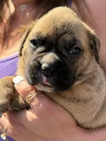 Purple collar girl, a female Boxer for sale in Springfield, MA – 1 of 1