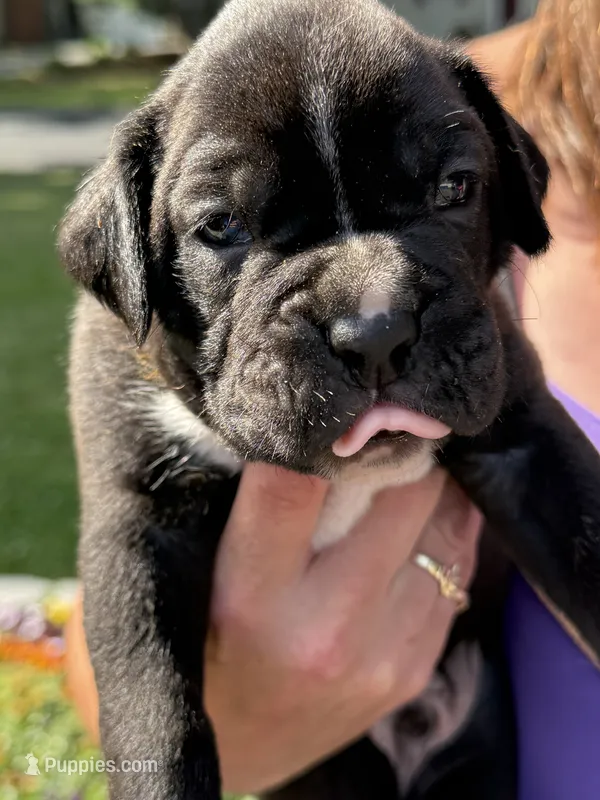 Yellow collar boy – Boxer puppy for sale in Springfield, MA