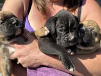 Yellow collar boy, a female Boxer for sale in Springfield, MA – 2 of 2