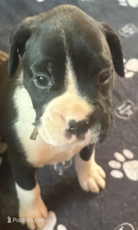 Pink collar girl – Boxer puppy for sale in Springfield, MA