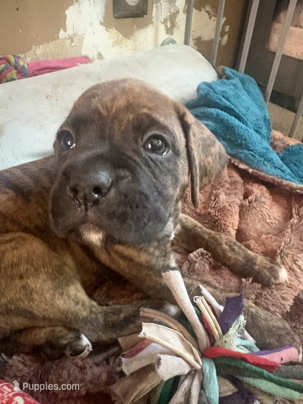 Burgundy collar girl – Boxer puppy for sale in Springfield, MA