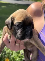 Orange collar boy, a male Boxer for sale in Springfield, MA – 1 of 1