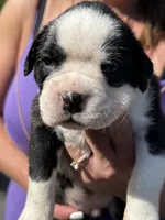 Lime green collar boy, a male Boxer for sale in Springfield, MA – 1 of 1