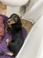 Royce , a male Dachshund for sale in Las Vegas, NV – 3 of 6