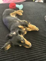 Royce , a male Dachshund for sale in Las Vegas, NV – 2 of 6