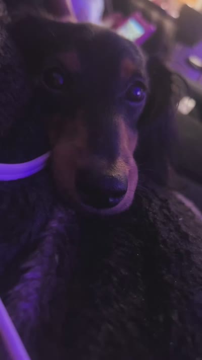 Royce , a male Dachshund for sale in Las Vegas, NV – 6 of 6