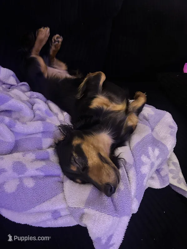 Royce  – Dachshund puppy for sale in Las Vegas, NV