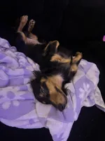 Royce , a male Dachshund for sale in Las Vegas, NV – 1 of 6