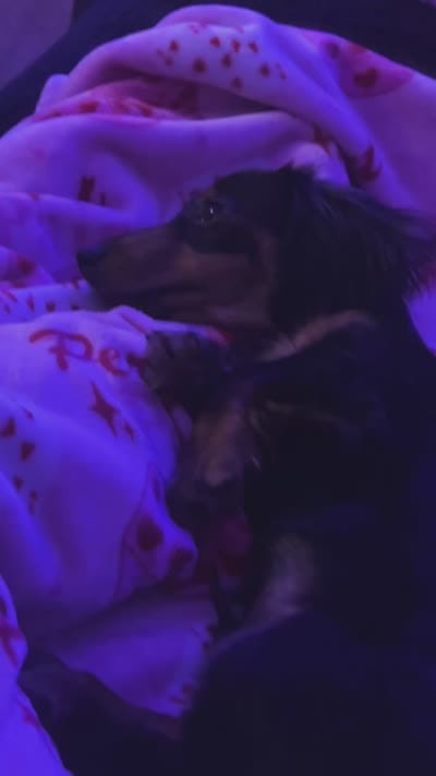 Royce , a male Dachshund for sale in Las Vegas, NV – 5 of 6