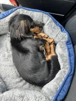 Royce , a male Dachshund for sale in Las Vegas, NV – 4 of 6