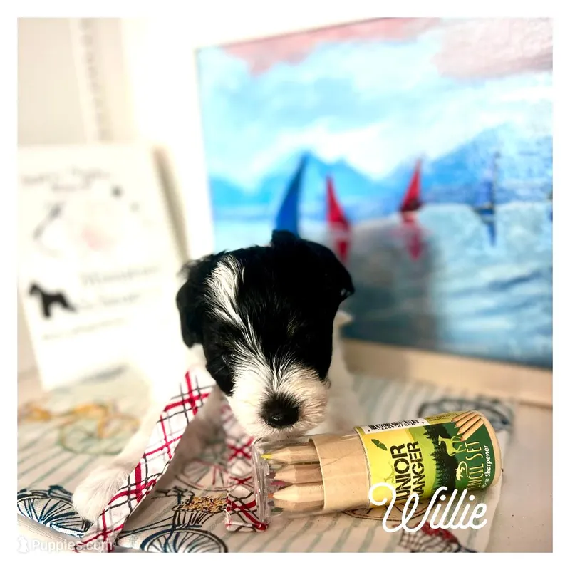 Willie – Miniature Schnauzer puppy for sale in Prescott, AZ