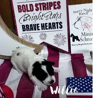 Willie, a male Miniature Schnauzer for sale in Prescott, AZ – 2 of 4