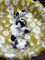 Halston, a male Miniature Schnauzer for sale in Prescott, AZ – 3 of 6