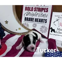 Tucker, a male Miniature Schnauzer for sale in Prescott, AZ – 2 of 4
