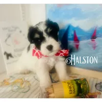 Halston, a male Miniature Schnauzer for sale in Prescott, AZ – 1 of 6