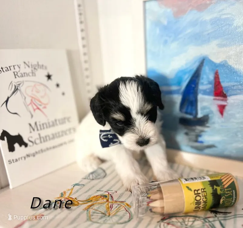 Dane – Miniature Schnauzer puppy for sale in Prescott, AZ