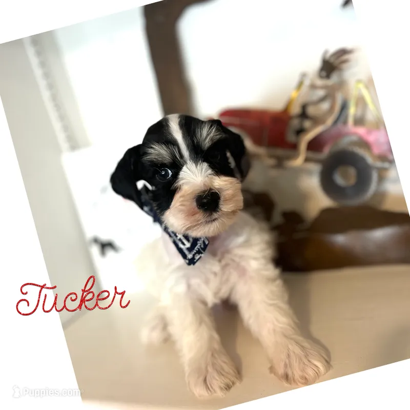 Tucker – Miniature Schnauzer puppy for sale in Prescott, AZ