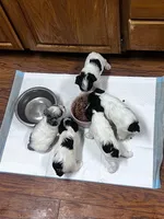 Halston, a male Miniature Schnauzer for sale in Prescott, AZ – 5 of 6