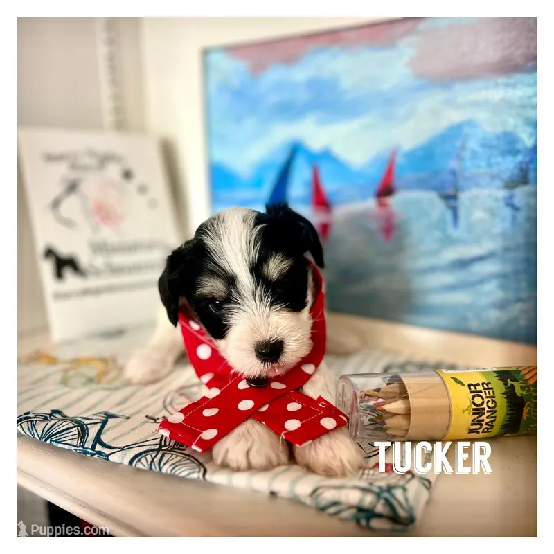 Tucker – Miniature Schnauzer puppy for sale in Prescott, AZ