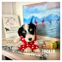 Tucker, a male Miniature Schnauzer for sale in Prescott, AZ – 1 of 4