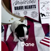 Dane, a male Miniature Schnauzer for sale in Prescott, AZ – 2 of 3