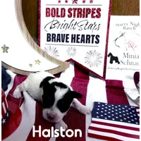 Halston, a male Miniature Schnauzer for sale in Prescott, AZ – 2 of 6