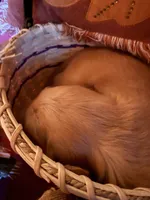 Princess , a female Golden Retriever for sale in Virginia, VA – 8 of 10