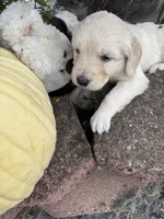 Nipper, a male Goldendoodle for sale in Virginia, VA – 10 of 10