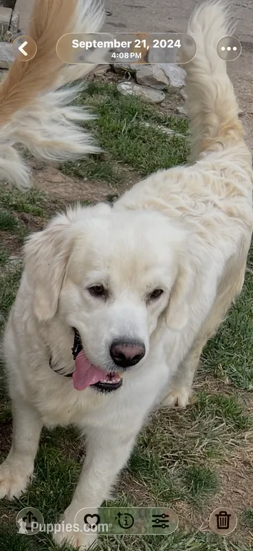 Fancy She So Sweet Of Rolling Hills  – English Cream Golden Retriever puppy for sale in Virginia, VA