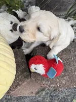 Nipper, a male Goldendoodle for sale in Virginia, VA – 9 of 10
