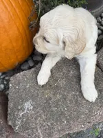 Jasmine , a female Goldendoodle for sale in Virginia, VA – 8 of 10