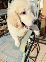 Ringo , a male Golden Retriever for sale in Virginia, VA – 8 of 10