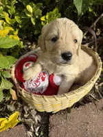 Lilly Rose , a female Goldendoodle for sale in Virginia, VA – 10 of 10