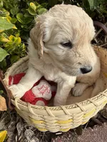 Blizzard , a male Goldendoodle for sale in Virginia, VA – 5 of 10