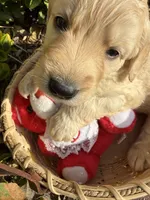 Lilly Rose , a female Goldendoodle for sale in Virginia, VA – 6 of 10