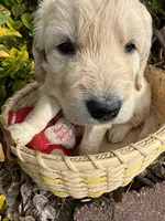 Blizzard , a male Goldendoodle for sale in Virginia, VA – 4 of 10