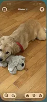 Charlie, a male Golden Retriever for sale in Virginia, VA – 6 of 9
