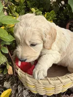 Blizzard , a male Goldendoodle for sale in Virginia, VA – 9 of 10