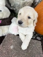 Melody , a female Goldendoodle for sale in Virginia, VA – 3 of 10