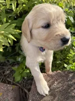Tanya , a female Goldendoodle for sale in Virginia, VA – 9 of 10