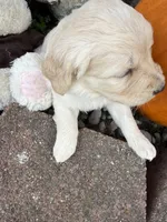 Melody , a female Goldendoodle for sale in Virginia, VA – 10 of 10